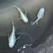 こーの画像
