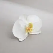 comfy_flowerの画像