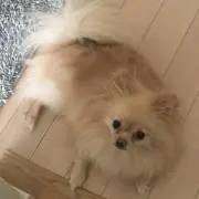 ハナ