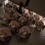 はらはら