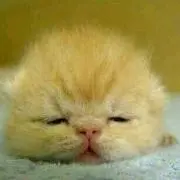 はなこ