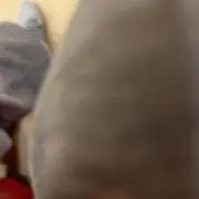 フリーズ