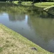 山ちゃんの画像