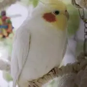 しるくこの画像