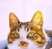 たまこ