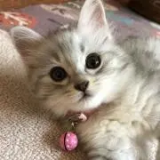 ねこまたの画像