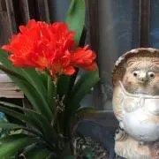 からっ子の画像