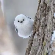 へいと