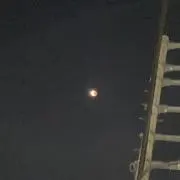 タロの画像