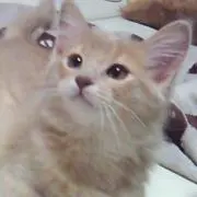 ココアの画像