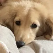 とちおとめ☆サマーセール中☆の画像