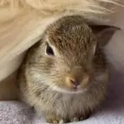 kari0mgの画像