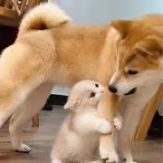 ねっこ