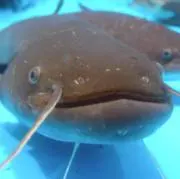 ちんちくりんの画像