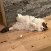 にゃん吉