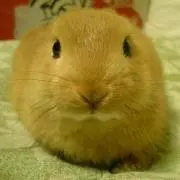 きな子。