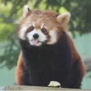ゆたぽよの画像