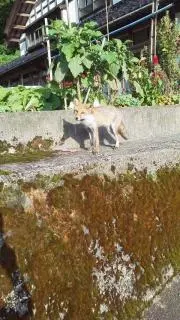 ベガの画像