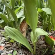 なな