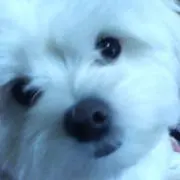goyimの画像