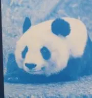 パンダの画像