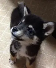 さくらの画像