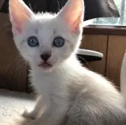 TOMO