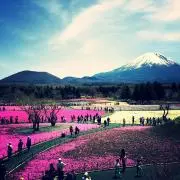 とりの画像