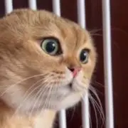 サトウの画像