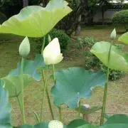 ✼ はるん ✼の画像