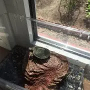タケ