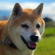 misatomoyaの画像