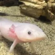 えいりあんの画像