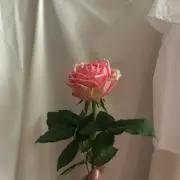 pompiの画像