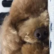 りょうの画像