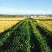 ウィール