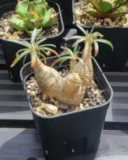 よしお