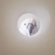 かずやんの画像