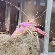 ＼(^o^)／