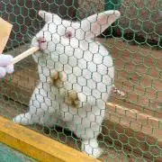 ちぇけ