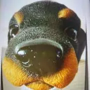 風太の画像