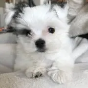 aokipapyの画像