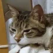 はる