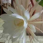 Nao