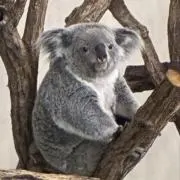 yucnの画像
