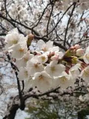 かしゅ　いいね・コメント・おまとめ大歓迎の画像