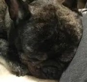 れもん