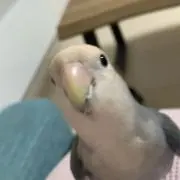 あい吉♡の画像