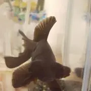 みみごんたろう