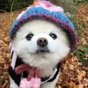 チロル
